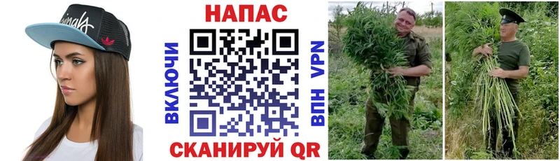 МАРИХУАНА сатива Тайга